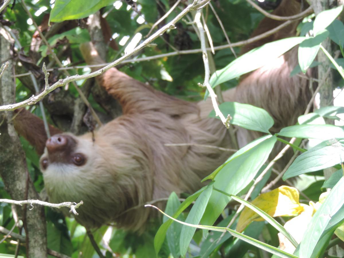 Rosa Lodge Cahuita Dış mekan fotoğraf