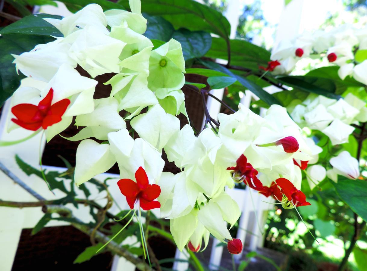 Rosa Lodge Cahuita Dış mekan fotoğraf