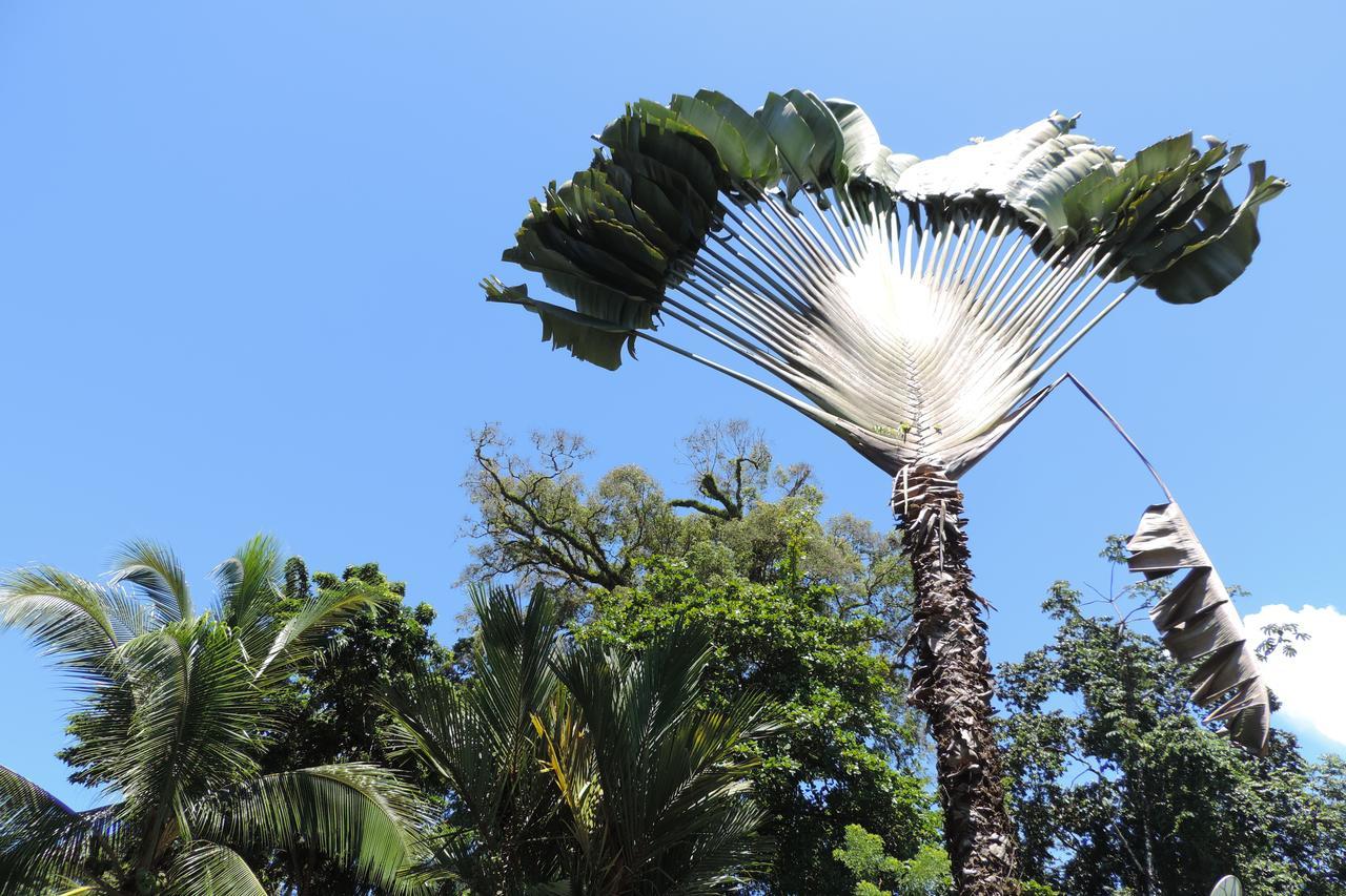 Rosa Lodge Cahuita Dış mekan fotoğraf