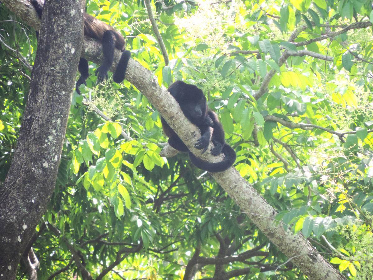 Rosa Lodge Cahuita Dış mekan fotoğraf